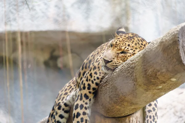 Leopardo en el zoológico —  Fotos de Stock