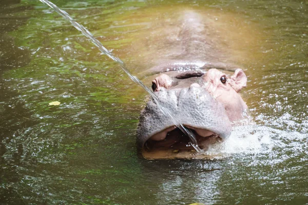 Flusspferd im Zoo — Stockfoto