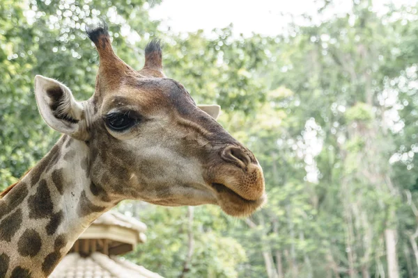 Zbliżenie głowy żyrafy — Zdjęcie stockowe
