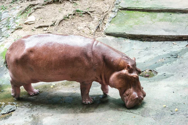 Hippopotamus in the zoo Royalty Free Stock Images