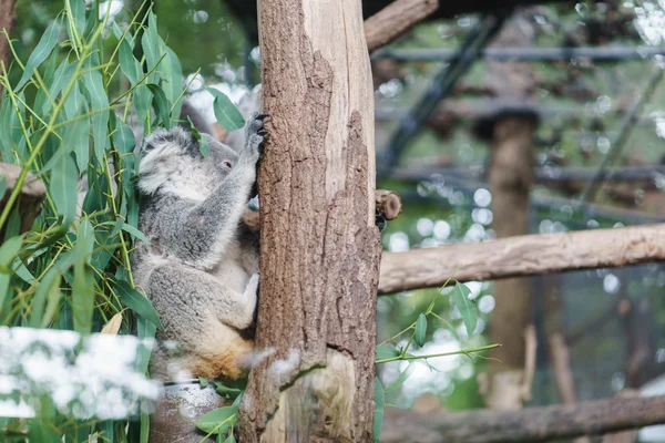 Koala az állatkertben — Stock Fotó