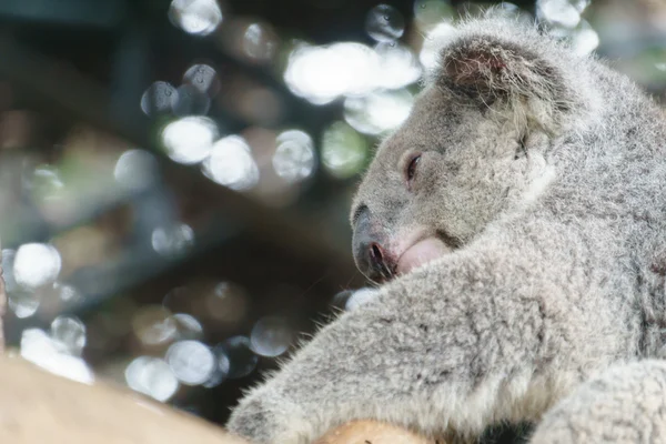 Koala allo zoo — Foto Stock