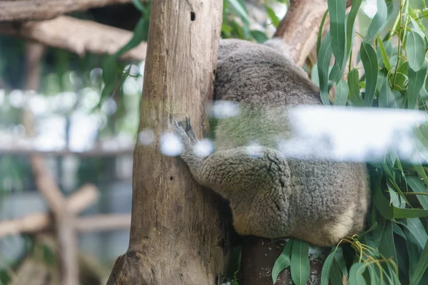 Koala allo zoo — Foto Stock