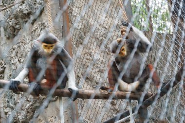 Douc Langur Hayvanat Bahçesi