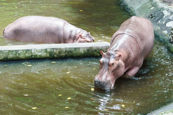 Ippopotamo allo zoo — Foto Stock