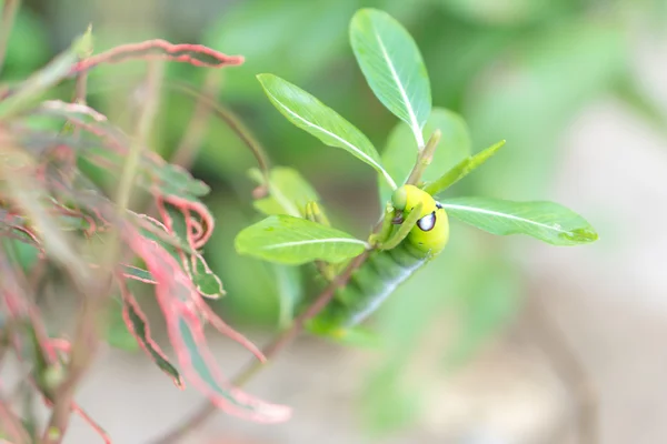 The green caterpillar — Stock Photo, Image