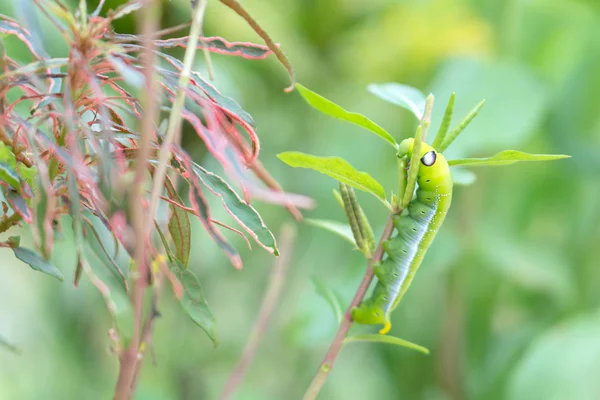 A lagarta verde — Fotografia de Stock