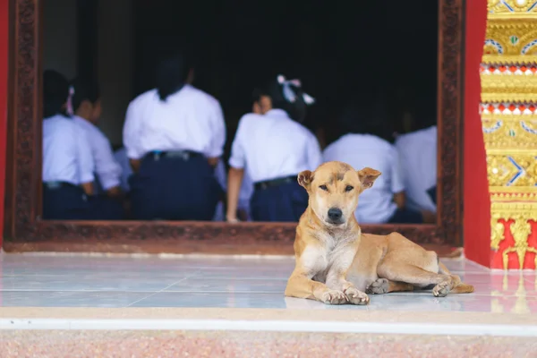Thailändischer Hund im Tempel — Stockfoto