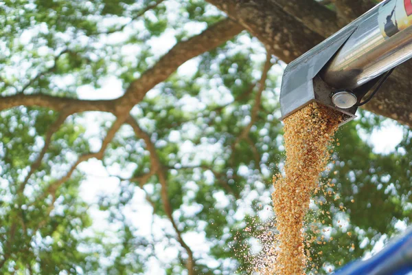 Combinar cosechadora descarga de grano — Foto de Stock