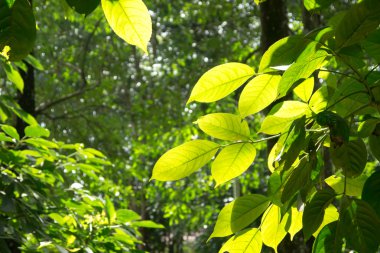 Yeşil bırakın ormanda
