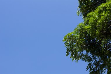 Yeşil yaprak mavi gökyüzü altında