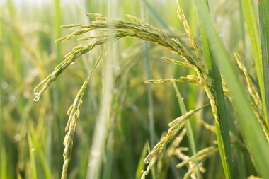 Yeşil pirinç bitkisi