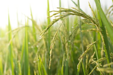 Yeşil pirinç bitkisi