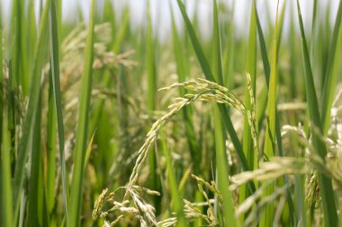 Yeşil pirinç bitkisi