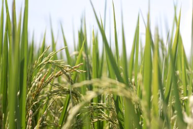 Yeşil pirinç bitkisi
