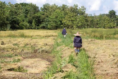 Pirinç hasat günü