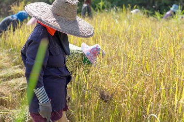 Pirinç hasat günü