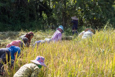 Pirinç hasat günü