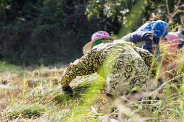 Pirinç hasat günü