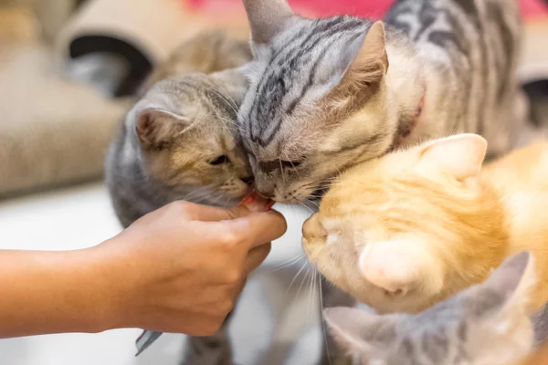 猫のおやつタイム — ストック写真