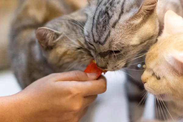 猫のおやつタイム — ストック写真