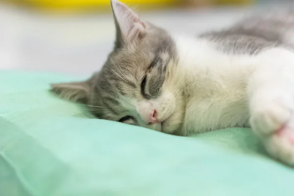 Un gato soñoliento — Foto de Stock