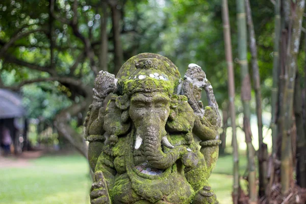 Musgo de Ganesha en el parque —  Fotos de Stock