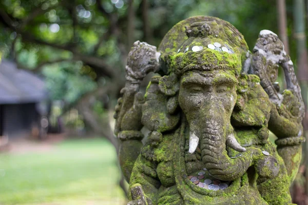 Musgo de Ganesha en el parque —  Fotos de Stock