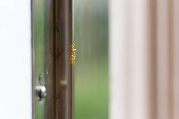 Treffen zweier Ameisen — Stockfoto