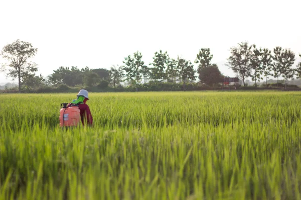 Farmer in rice field — Stock Photo, Image