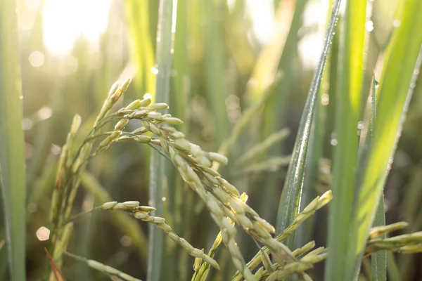 Φυτό πράσινου ρυζιού — Φωτογραφία Αρχείου