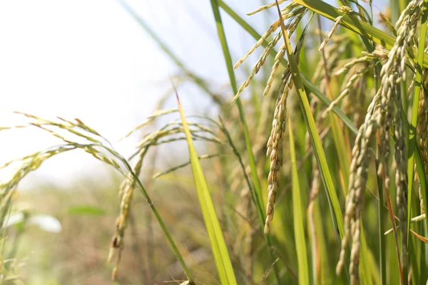 Pianta di riso verde — Foto Stock