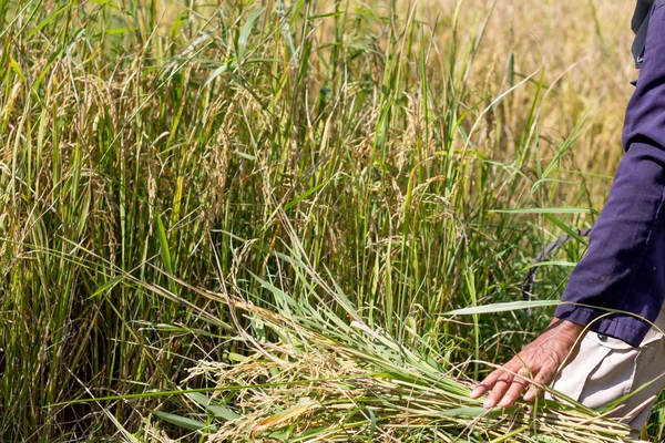 Jour de la récolte du riz — Photo