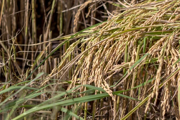Pianta di riso verde — Foto Stock