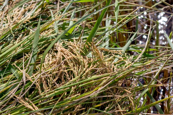 Φυτό πράσινου ρυζιού — Φωτογραφία Αρχείου
