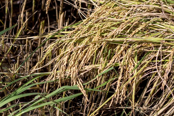 Pianta di riso verde — Foto Stock