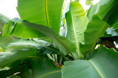 yeşil muz yaprağı