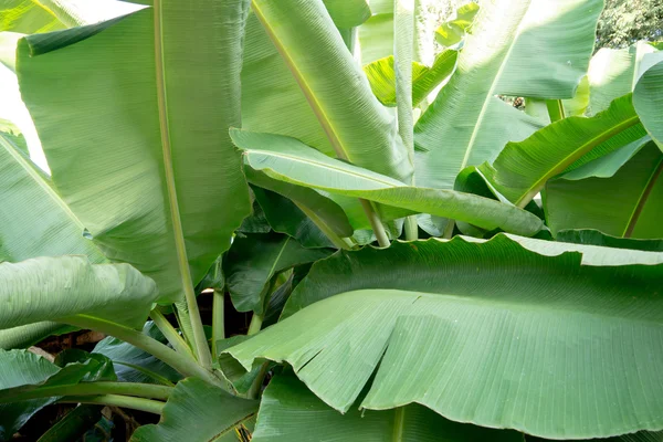 Grünes Bananenblatt — Stockfoto