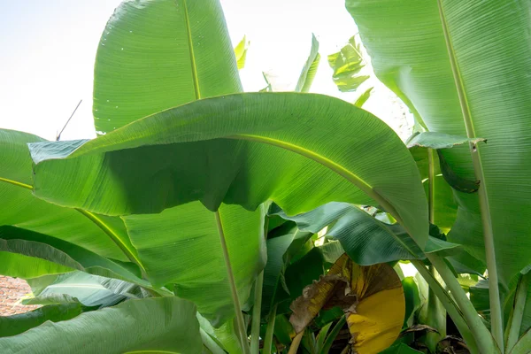 Grünes Bananenblatt — Stockfoto