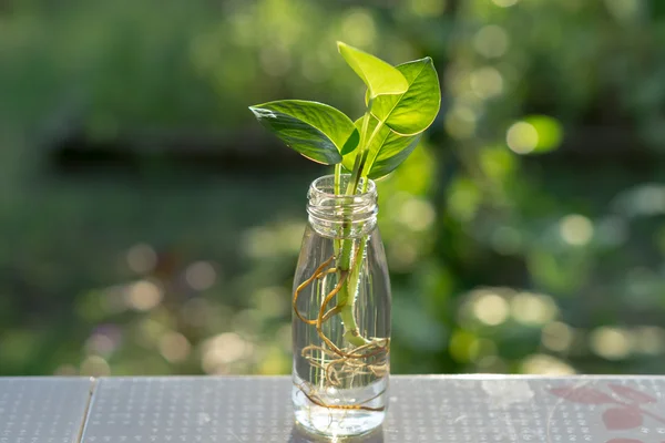 Planta en botella — Foto de Stock