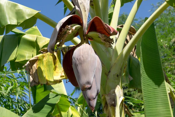 Frühe Bananenblüte — Stockfoto