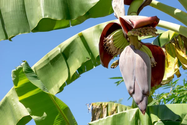 Frühe Bananenblüte — Stockfoto