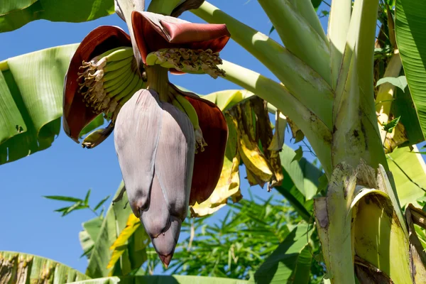 Frühe Bananenblüte — Stockfoto