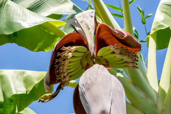 Frühe Bananenblüte — Stockfoto