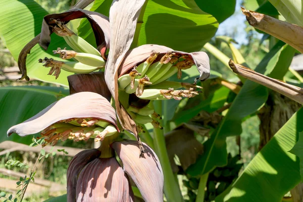 Frühe Bananenblüte — Stockfoto
