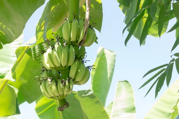 Grüne unreife Banane — Stockfoto