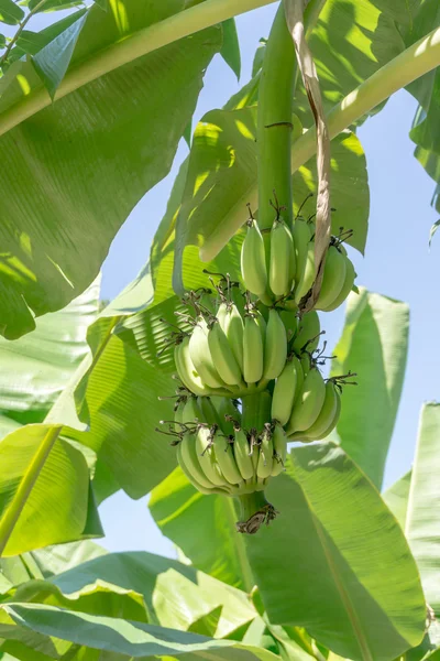 Plátano verde inmaduro — Foto de Stock