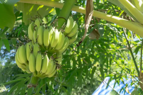 Grüne unreife Banane — Stockfoto