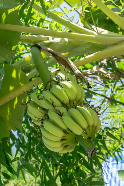 Grüne unreife Banane — Stockfoto