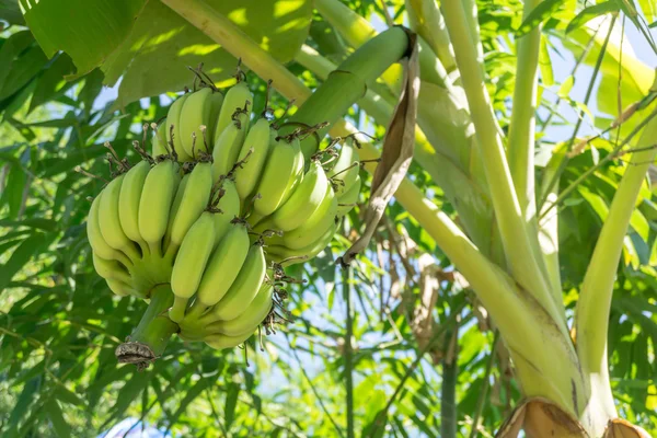 Grüne unreife Banane — Stockfoto